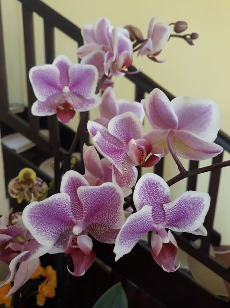  - 2 Orhidee Phalenopsis
