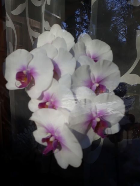  - 2 Orhidee Phalenopsis