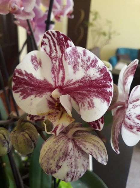  - 2 Orhidee Phalenopsis