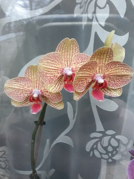  - 2 Orhidee Phalenopsis