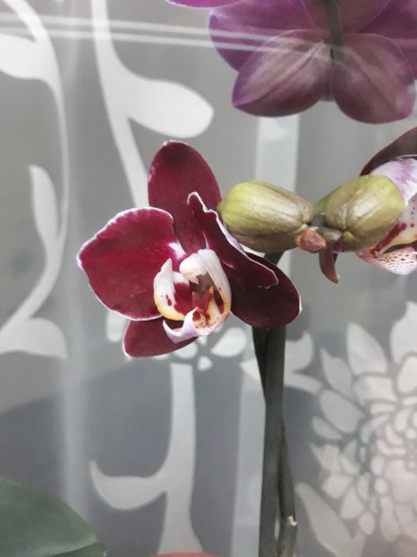  - 2 Orhidee Phalenopsis