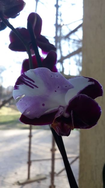  - 2 Orhidee Phalenopsis