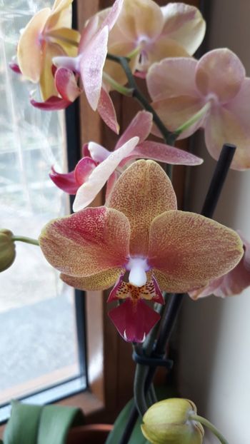  - 2 Orhidee Phalenopsis