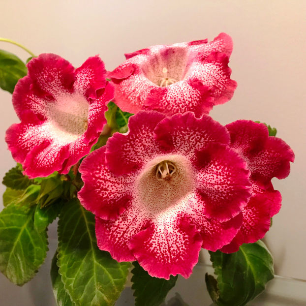  - Plante de interior 2019