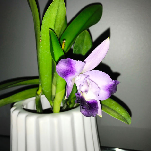  - Plante de interior 2019