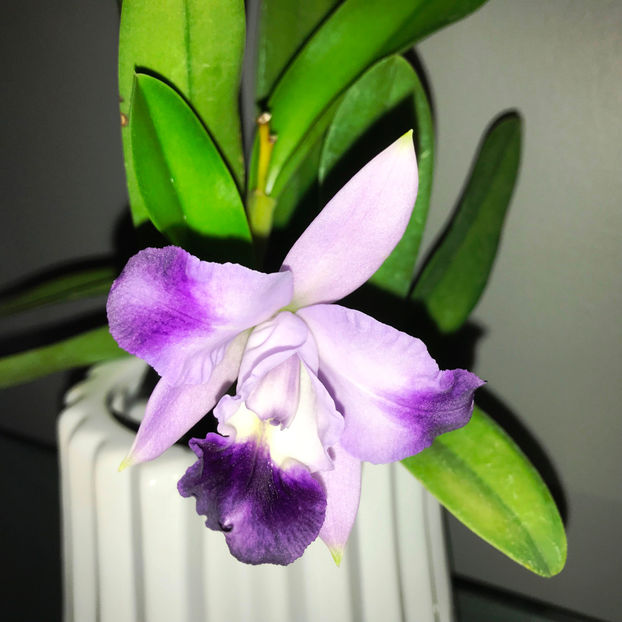  - Plante de interior 2019