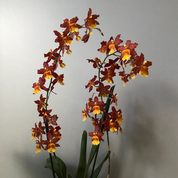  - Plante de interior 2019