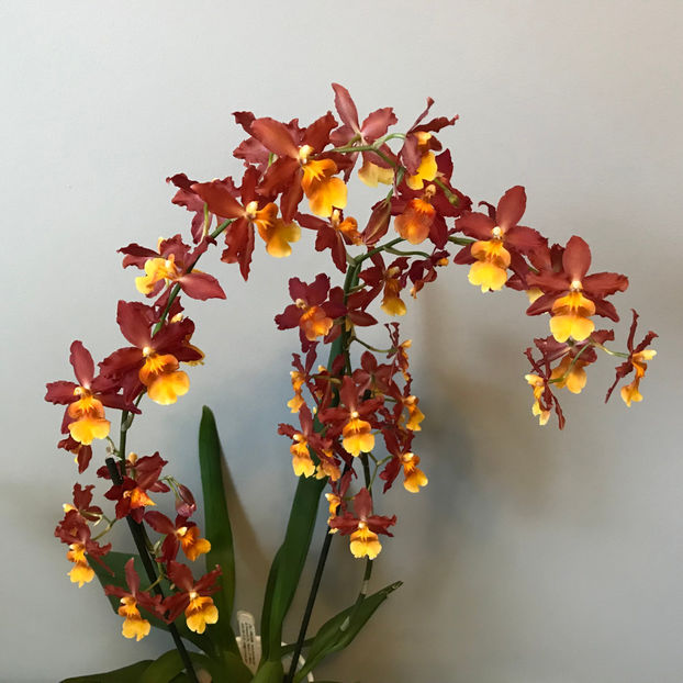  - Plante de interior 2019