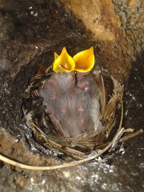  - AAAAAA_CUIB GRAURI 2018_2019_2020_2022_2023