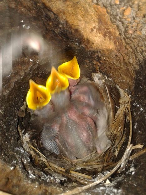  - AAAAAA_CUIB GRAURI 2018_2019_2020_2022_2023