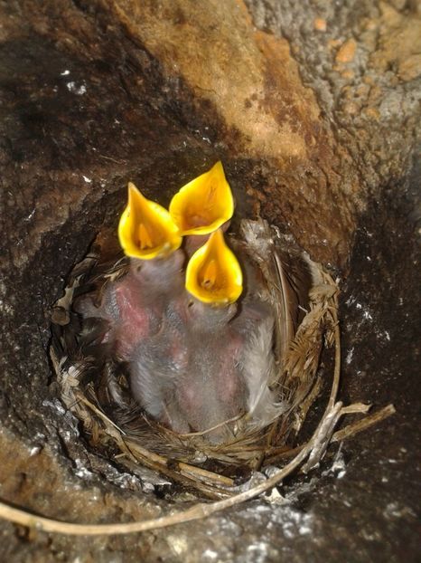  - AAAAAA_CUIB GRAURI 2018_2019_2020_2022_2023