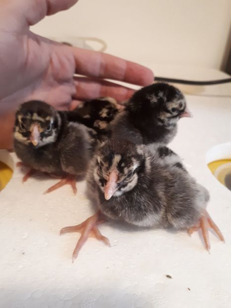  - Wyandotte argintiu