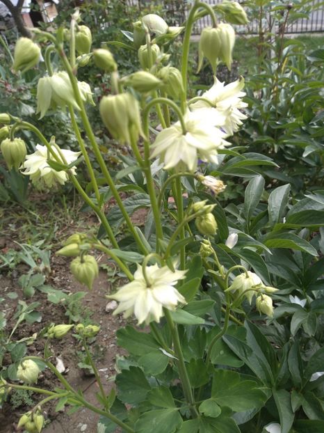  - Gradina mai 2019