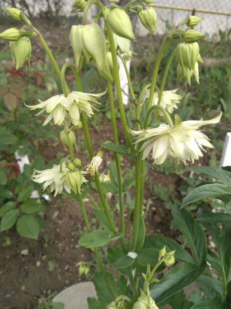  - Gradina mai 2019