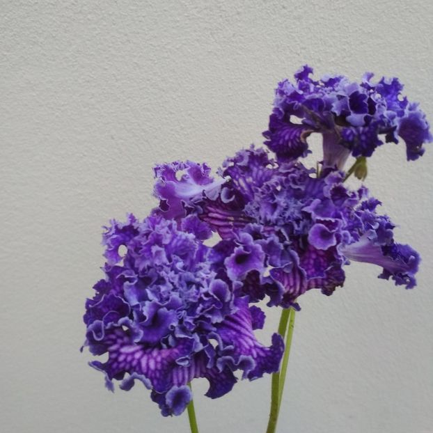 7581 - streptocarpusi 2019