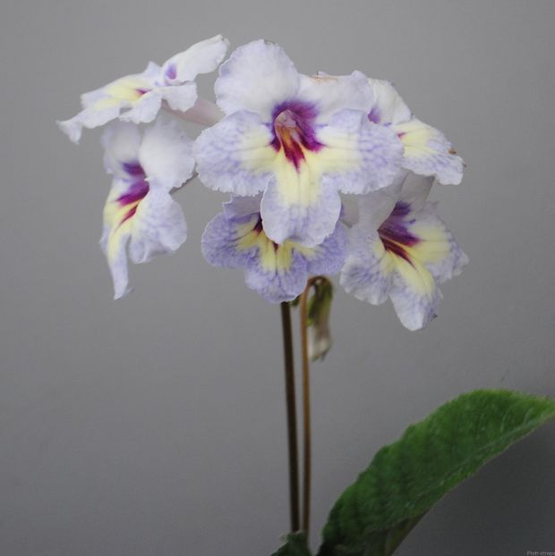 Bukiet 7262 - streptocarpusi 2019