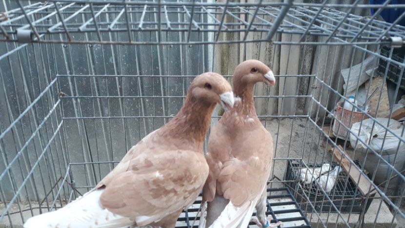  - Voiajori germani de frumusete