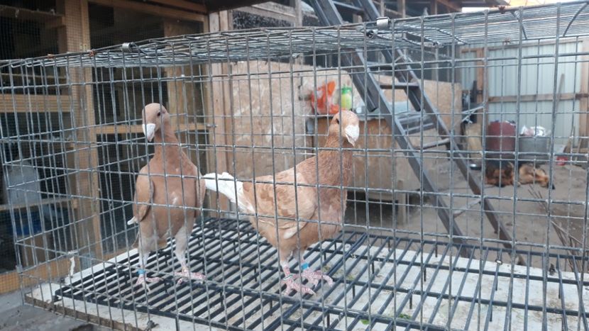  - Voiajori germani de frumusete