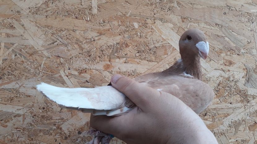  - Voiajori germani de frumusete