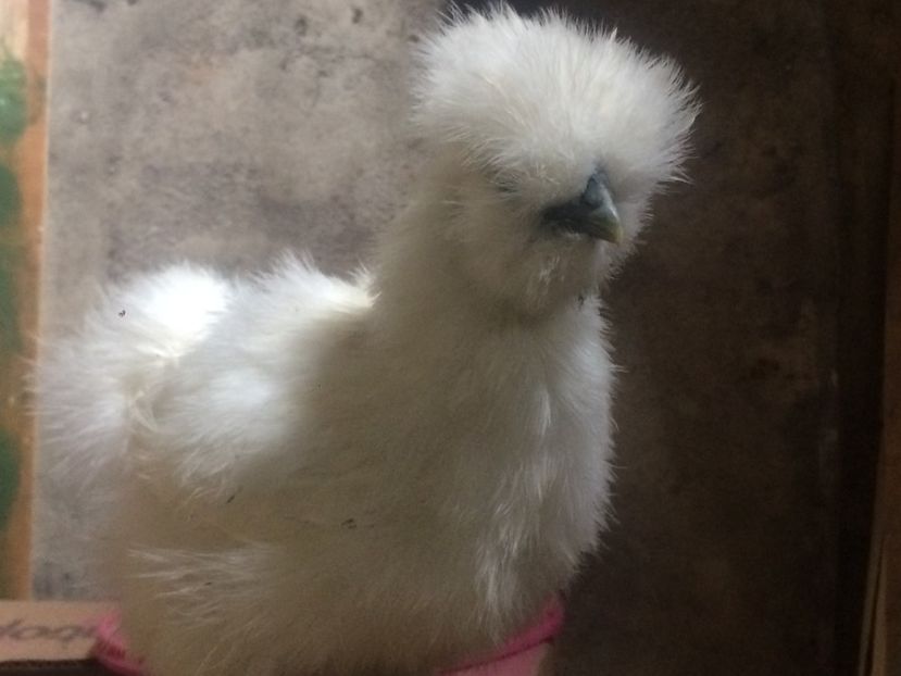  - a- Matase Japoneza 2020