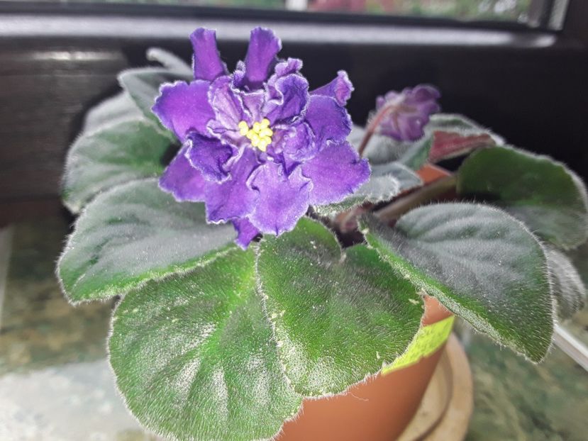 Blackie Bryant - AA Violetbarn