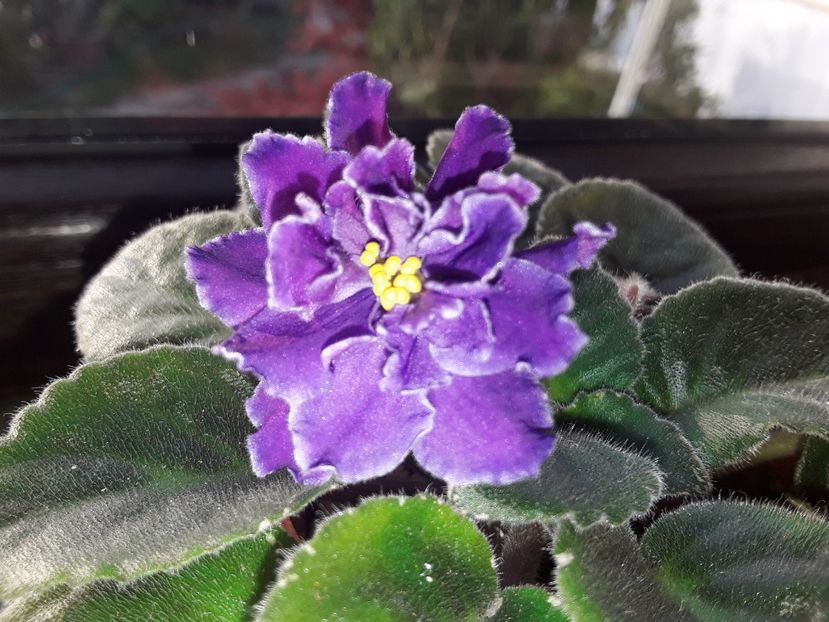 Blackie Bryant - AA Violetbarn