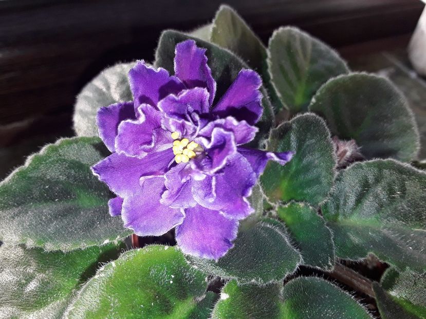 Blackie Bryant - AA Violetbarn