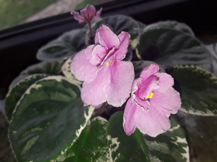 Ma s  Secound Thought - AA Violetbarn
