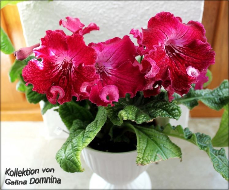 Barwy Indii - Barwy Indii