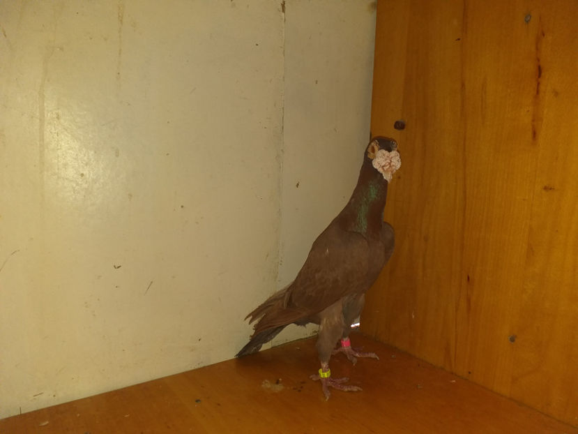 M 2017 - Porumbei  vinduti