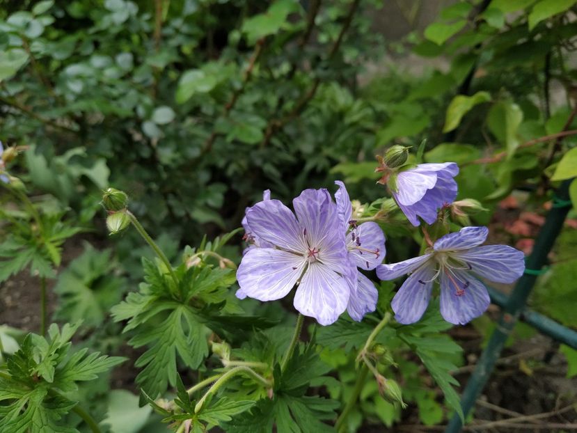  - MAI 2019- MAI 2020