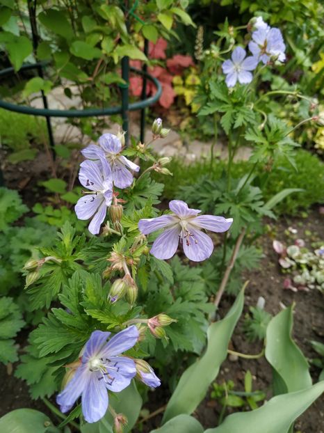  - MAI 2019- MAI 2020