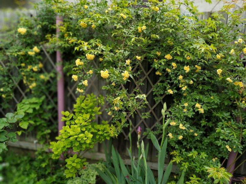  - MAI 2019- MAI 2020