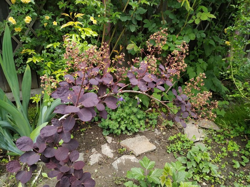  - MAI 2019- MAI 2020