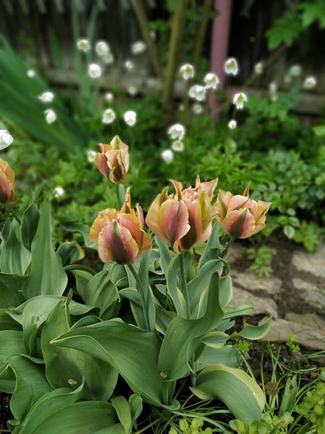  - MAI 2019- MAI 2020