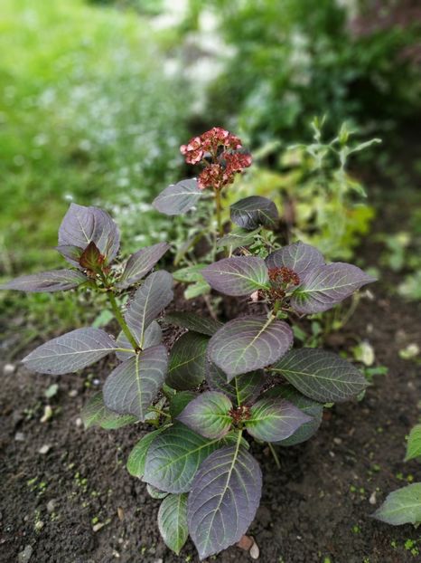 Miss Saori - MAI 2019- MAI 2020