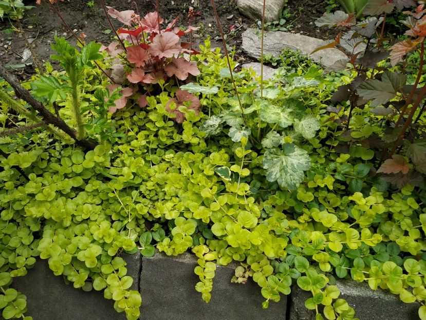  - MAI 2019- MAI 2020