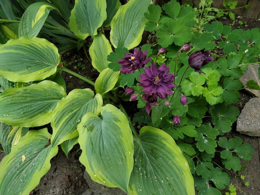  - MAI 2019- MAI 2020