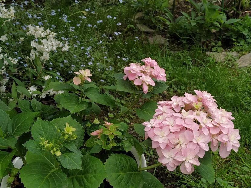  - MAI 2019- MAI 2020