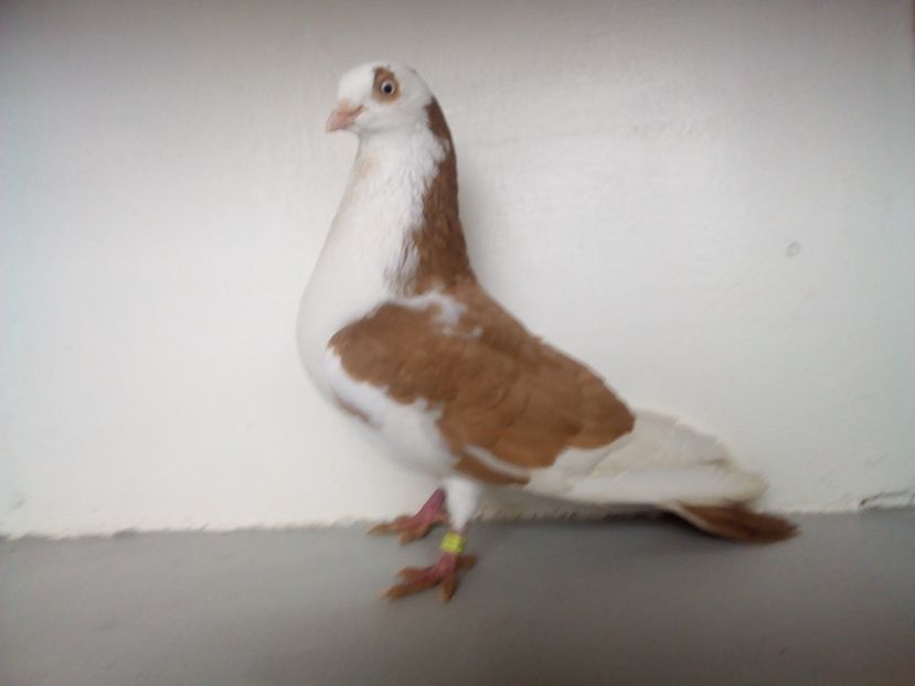  - jucatori de galati pe galben