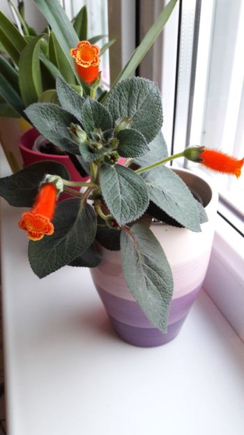 Cam asa arata întreagă ❤ - Kohleria