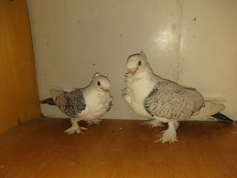 F.2017 M.2014 - Porumbei  vinduti