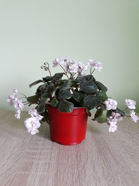  - Rob-s Vanilla Trail