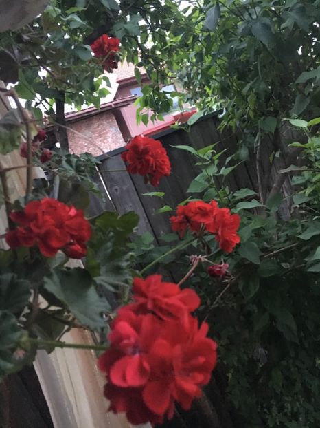 151B033B-D959-4009-9729-920C44DAA987 - 2019