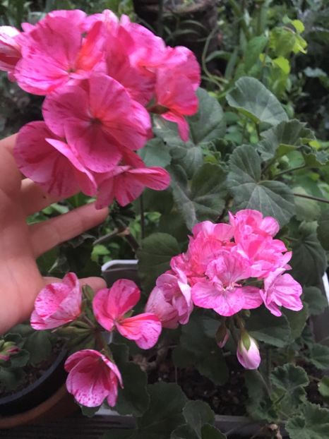 43E07817-2B0B-4C92-8A66-94AF4C29B938 - 2019