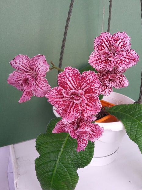 DS-Hawaian Party ( 9-05-2019) - Streptocarpusi 2019