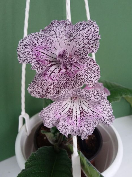 UA-1900 (9-05-2019) - Streptocarpusi 2019