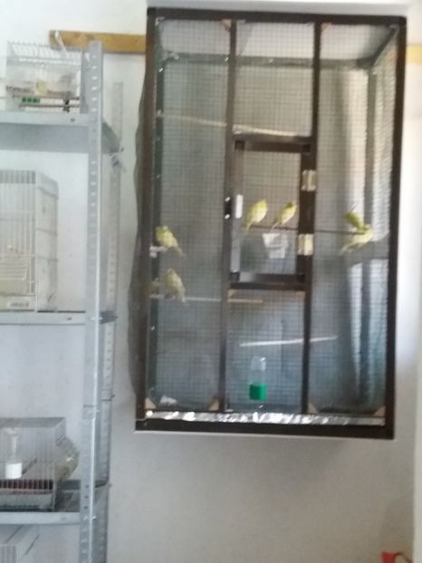  - Canari Malinois 2019 - 2020