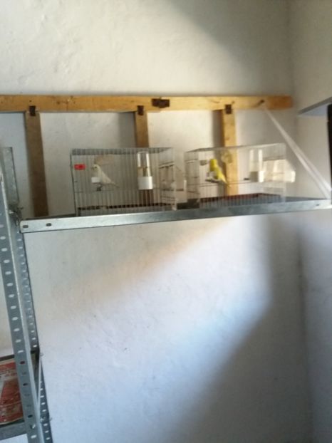  - Canari Malinois 2019 - 2020