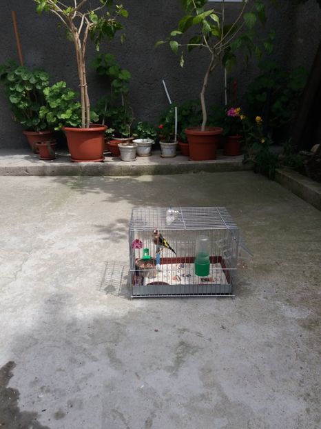  - Canari Malinois 2019 - 2020